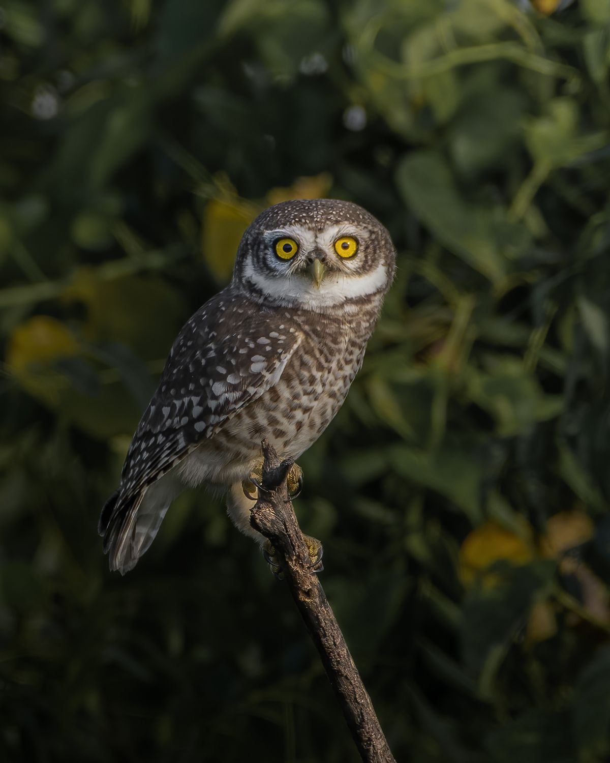 Spotted owlet (15)